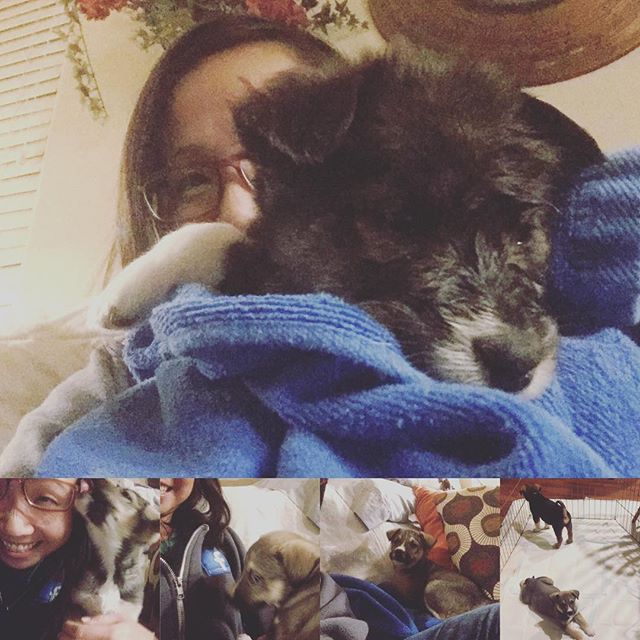 Helped out @bloom2b w/ her foster #puppies tonight. So. Much. Cuteness! I wish I can adopt all four! #pupsofinstagram #fluffy #shepherdmix #huskypuppy [instagram]