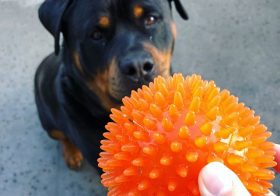 Hendrix, let’s play! YAS. *focused*Kingston, wanna pla—Bitch, please.#rottievsweim [instagram]