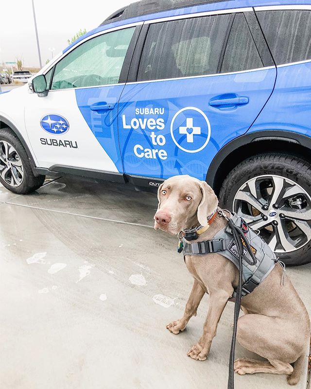 It was an early and dreary morning but @sterlingd.weim was up for dropping of the WRX with Russ @subaru_lv ..#subaru #subarucares #subienation #subaruwrx #lasvegassubaru #weimaraner #dogsofinstagram #weimsofinstagram [instagram]