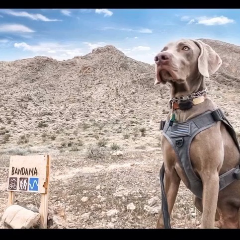 @sterlingd.weim at Saturday’s trail run... #puppychronicles #weimaraner #motherpupper #dogsofinstagram [instagram]