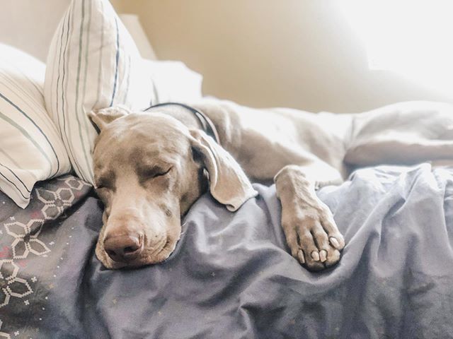 Mid-morning nap.#puppychronicles#weimaraner#weimsofinstagram#dogsofinstagram#lasvegasdogs [instagram]